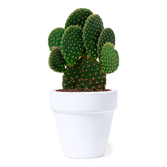 Maceta Nature com Sementes de Cactus em Terracota