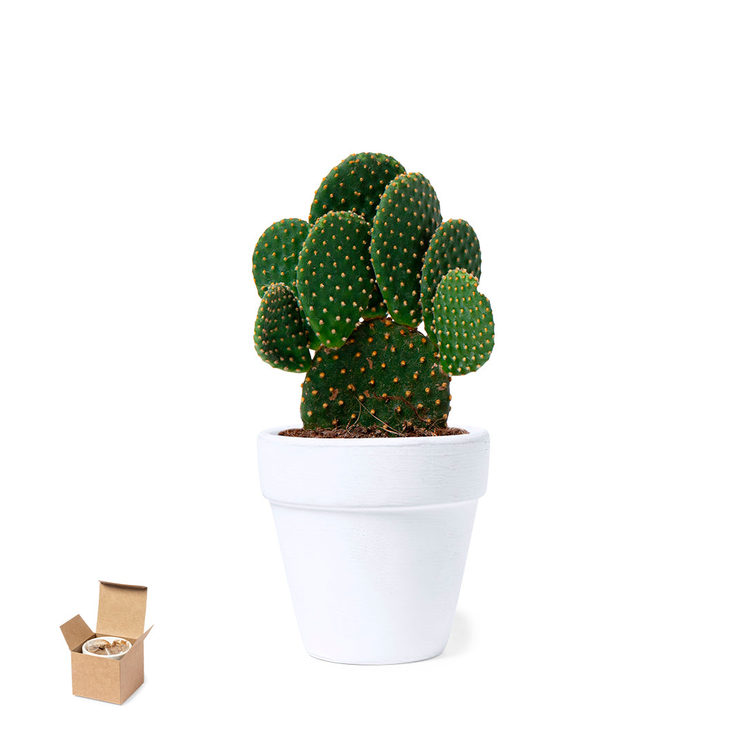 Maceta Nature com Sementes de Cactus em Terracota