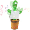 Cacto Dançante e Musical