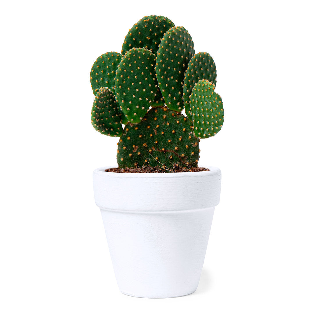 Maceta Nature com Sementes de Cactus em Terracota