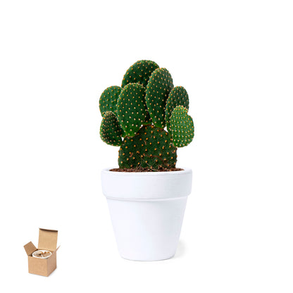 Maceta Nature com Sementes de Cactus em Terracota