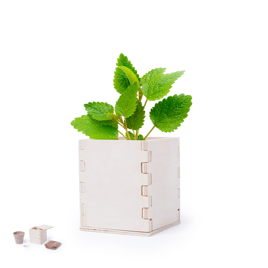 Maceta de Menta com Caixa de Madeira e Sementes