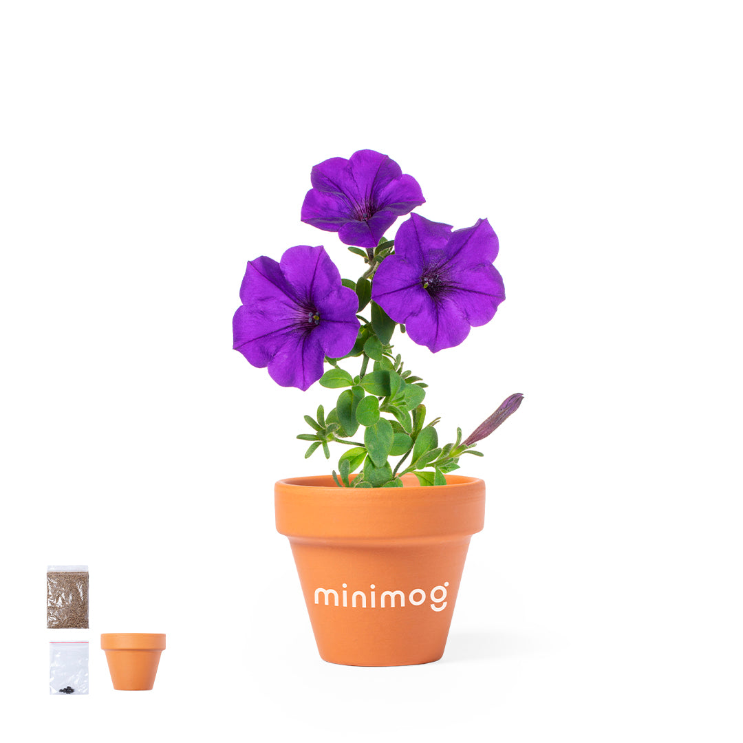 Maceta Soltax com Flores de Petúnia - Decoração Natural